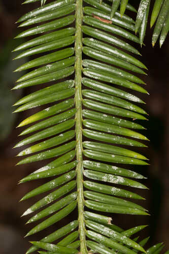 Torreya taxifolia #1